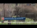 അരിക്കൊമ്പൻ വീണ്ടും ദൗത്യ മേഖലയിൽ | Arikomban | Wild elephan| Idukki