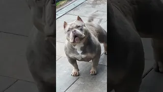 So Dangerous America Bully Dog Angry Barking Sound Shorts Americanbully Angrydog Dangerous 