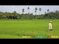 Download Lagu SULING SUNDA MERDU DENGAN BACKGROUND ALAM PEDESAAN | INSTRUMENTAL SUARA SULING SUNDA