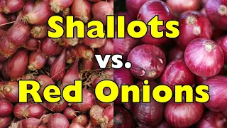 Shallots vs. Red Onions: What’s the Real Difference?  [ID0615]