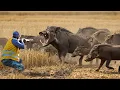 Download Lagu Farmers in Trouble! How to Cope with Millions of Invasive Wild Boars?
