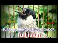 Download Lagu SUARA BURUNG KUTILANG GACOR FULL ISIAN SUARA BAGUS COCOK BUAT MASTERAN KUTILANG BAHAN