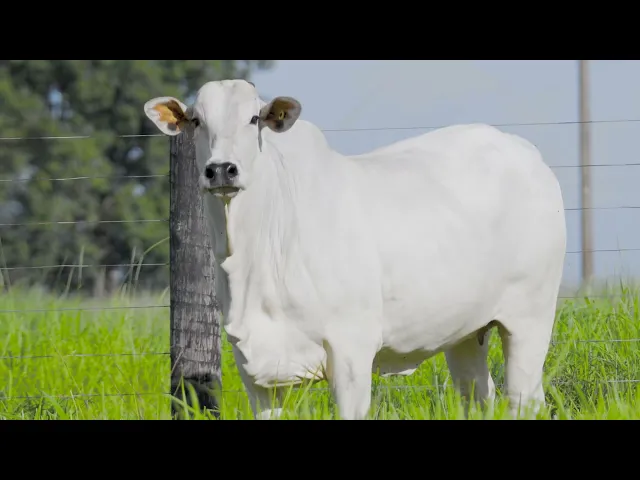 Novilha Nelore LSA - 1695