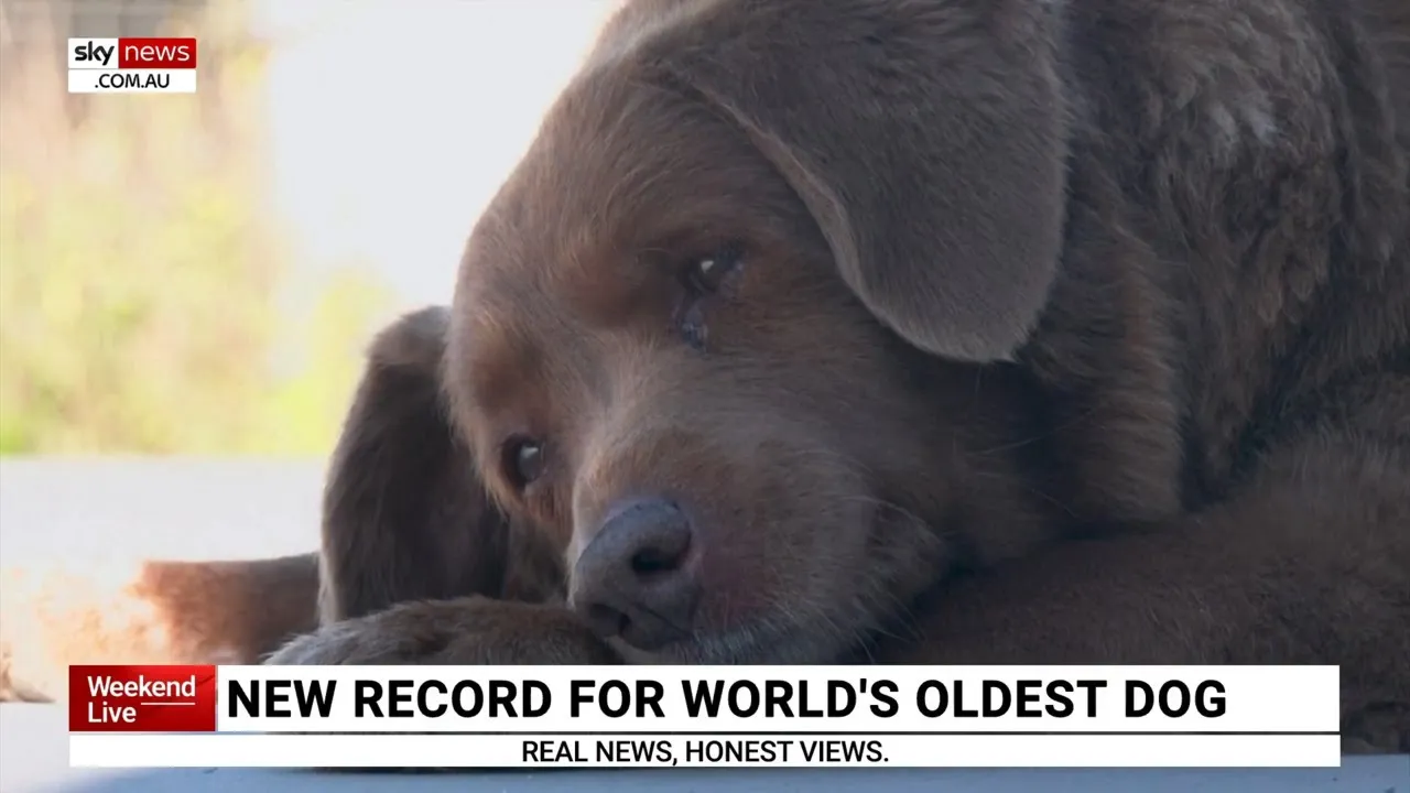 New record set for world’s oldest dog