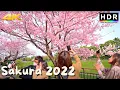 Download Lagu 4K HDR // Japan Cherry Blossoms 2022 - Imperial Palace Sakura