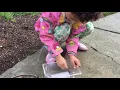 Keeping Rollie pollies as pets