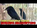 Download Lagu CARA PERAWATAN HARIAN BURUNG SRIGUNTING