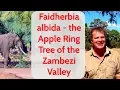 Download Lagu Faidherbia albida - the Apple Ring Tree of the Zambezi Valley