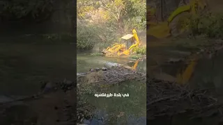 بعد غارات طيرفلسيه أضرار جسيمة على ضفاف الليطاني 