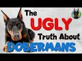 Doberman Ownership Exposed 5 Annoying Habits of These Dogs