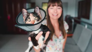 We’re Fostering A Kitten In Fiji!