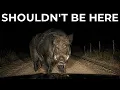 13 Deadliest Animals Hiding in Florida You Never Knew Lived There