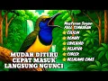 Download Lagu Mudah ditiru cepat masuk langsung ngunci‼️ Masteran sogon full tembakan