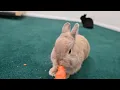 ASMR Bunny eating a crunchy carrot