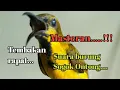 Download Lagu MASTERAN...TEMBAKAN PANJANG DAN JERNIH SUARA BURUNG SOGOK ONTONG....