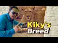 Download Lagu Kiky gave me surprise😍(mian saqib)