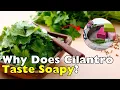 Why Does Cilantro Taste Delicious to Some and Awful to Others