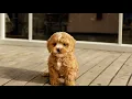 Puppy Growing from 2 month to 8 month Cavoodle