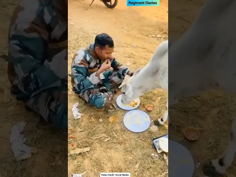 दैश की सेवा के साथ-साथ गौ: माता की सेवा भी ❣️🇮🇳 || Regiment Diaries