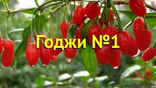 Годжи Годжи 1 Краткий обзор Годжи описание характеристик где купить саженцы Lycium Barbarum 1 