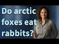 Do arctic foxes eat rabbits