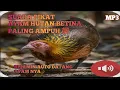 Download Lagu SUARA PIKAT AYAM HUTAN BETINA PALING AMPUH 💯 COCOK UNTUK NYANGGONG ATAU PIKAT#suarapikat #ayamhutan
