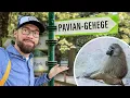 Download Lagu UNDERCOVER im Nürnberger Zoo - Die Wahrheit über die Pavian-Tötung | Robert Marc Lehmann