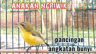sogok ontong anakan ngriwik pancingan agar bunyi sogokontonganakan pancingansogonagarbunyi sogon