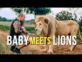 Download Lagu Baby Meets Lion