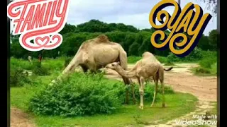 التراث الكردفاني يا بكيرة الشنابله 