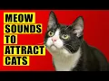 Lagu Meows to ATTRACT Cats (Meow Sounds to Attract Cats). Cats Meowing Sound Effects. Kitten Sounds