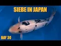 TOP BEKKO FOR ALL JAPAN KOI SHOW | Siebe In Japan Day 30