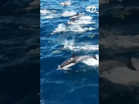 Dolphin pod stampedes through California waters