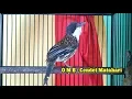 Download Lagu Hitungan DETIK SAJA jadikan CENDET MATAHARI Nyaut GACOR dan NEMBAK