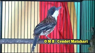 hitungan detik saja jadikan cendet matahari nyaut gacor dan nembak