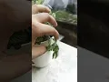 Lagu Fittonia Green/ Nerve Plant Leaves Drooping? Are they dying? #plant #indoorplant #greenplants