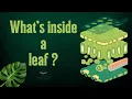 Inside a Leaf The Parts of a Leaf Explained