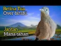 Download Lagu Perkutut lokal BETINA gacor diALAM‼️jantan MANA TAHAN DIMAIN NYAUT GACOR. 