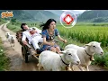 Lagu CEO Shot By 20 Arrows,Thought He'd Die!But Poor Shepherdess Rode Sheep To Hospital!Love Blazed!