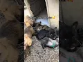 Cairn terrier puppies