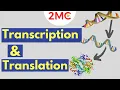 Transcription Translation From DNA to RNA to Protein