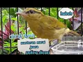 Download Lagu masteran cikrak daun(tralis).pare pare semua burung jadi ikutan gacor....