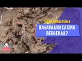 Download Lagu Bagaimana Cacing Tanah Bergerak? Apa Fungsi Rangka Hidrostatik?