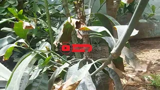 Planta de mango en el patio de mi casa