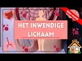 Lagu Het inwendige lichaam - anatomie - human organs - bodyparts in dutch - zonder muziek