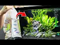 NEW Fish For 10 Gallon Planted Aquarium Community Tank