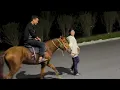 Download Lagu These two horses look so good when they run