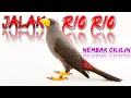 Download Lagu Burung Jalak Rio Rio Gacor Nembak Cililin | Suara Burung Jalak Rio Rio Isian Cililin