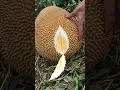 Download Lagu Cek buah nangka #shortsviral