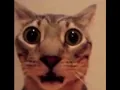 shocked cat with spongebob music meme